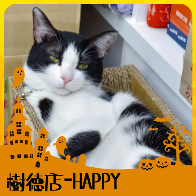 萬聖節店寵派對-樹德店HAPPY