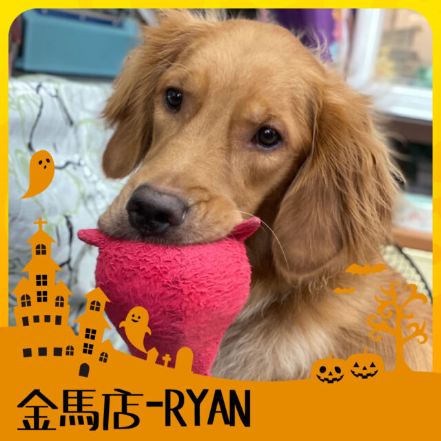 萬聖節店寵派對-金馬店RYAN