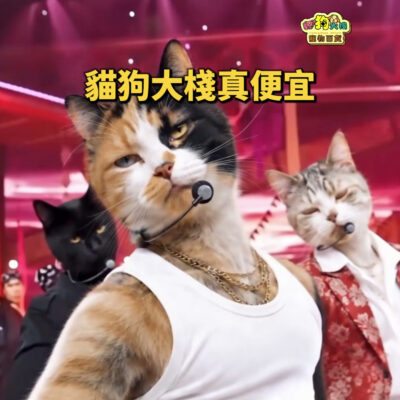 歐8貓周末優惠震爆你的心！